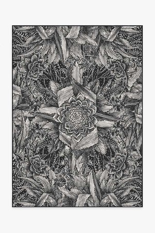 Echeveria Black Rug
